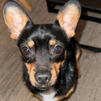 Rescue Miniature Dachshund and Chihuahua Dogs for Adoption in Athens, Alabama - Beamer | PetCurious