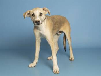 HAZEY -  Carolina Dog and Mixed Breed Dog for Adoption in Phoenix, Arizona - HAZEY | PetCurious