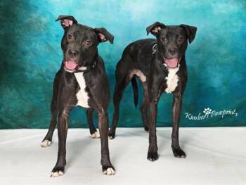 Labrador Retriever and Mixed Breed Dogs Available for Adoption - STITCH | PetCurious