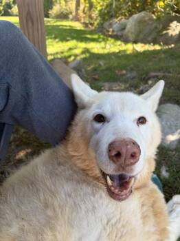Sheba -  German Shepherd Dog and Alaskan Malamute Dog for Adoption in Oakland, New Jersey - Sheba | PetCurious