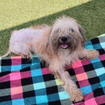 CT Biscuit -  Terrier and Mixed Breed Dog for Adoption in Stormville, New York - CT Biscuit | PetCurious