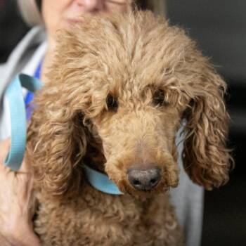 Standard Poodle Dogs Available for Adoption in Peyton, Colorado - Lyric (MR26-292) | PetCurious