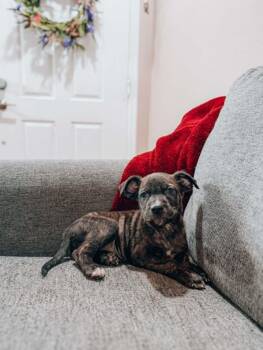 Lavender -  Dutch Shepherd Dog for Adoption in Goodyear, Arizona - Lavender | PetCurious