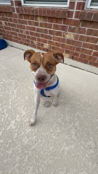 Moses -  Boxer Dog for Adoption in Monticello, New York - Moses | PetCurious