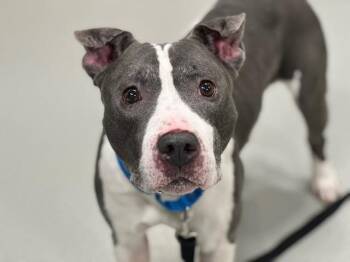 Narwhal -  Mixed Breed Dog for Adoption in New York, New York - Narwhal | PetCurious