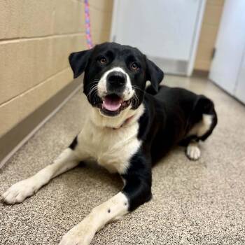 Kovic -  Labrador Retriever and Great Pyrenees Dog for Adoption in Fort Payne, Alabama - Kovic | PetCurious
