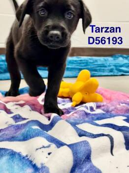 Tarzan -  Labrador Retriever Dog for Adoption in Clarksville, Tennessee - Tarzan | PetCurious