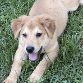 Goldie **available at offsite adoption event on Saturday, 6/27*  -  Shepherd Dog for Adoption in Briarcliff Manor, New York - Goldie **available At Offsite Adoption Event On Saturday, 6/27*  | PetCurious