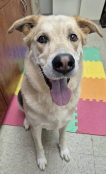 Eeyore -  Mixed Breed Dog for Adoption in Hamilton, Ohio - Eeyore | PetCurious