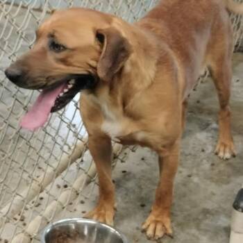Mixed Breed Dogs Available for Adoption in Brooksville, Kentucky - King | PetCurious