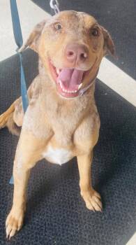 Cleo -  Catahoula Leopard Dog and Golden Retriever Dog for Adoption in Green River, Wyoming - Cleo | PetCurious