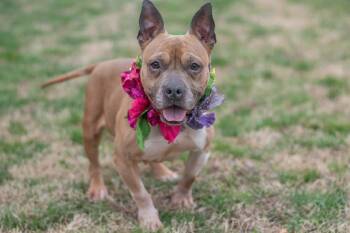 American Staffordshire Terrier and English Bulldog Dogs Available for Adoption - Quinn | PetCurious