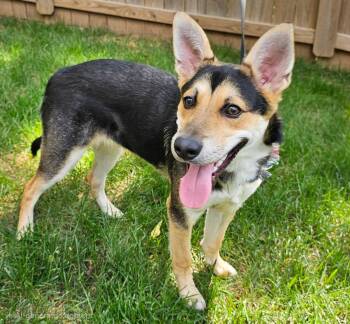 PUPPY BAMBINO -  German Shepherd Dog and Husky Dog for Adoption in Franklin, Tennessee - PUPPY BAMBINO | PetCurious