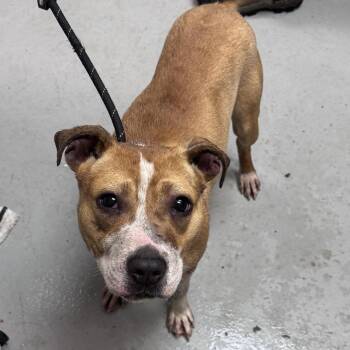 Pit Bull Terrier Dogs Available for Adoption - Honey | PetCurious