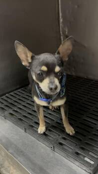 Timber -  Chihuahua Dog for Adoption in Marietta, Georgia - Timber | PetCurious