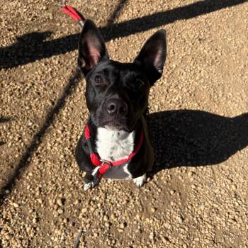 Riley Ranger -  Mixed Breed Dog for Adoption in Philadelphia, Pennsylvania - Riley Ranger | PetCurious