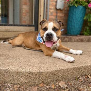 Barney Beefcake Bliss -  Bulldog and American Bully Dog for Adoption in Friendswood, Texas - Barney Beefcake Bliss | PetCurious