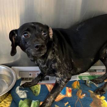 Dapple -  Chihuahua and Mixed Breed Dog for Adoption in Ardmore, Oklahoma - Dapple | PetCurious