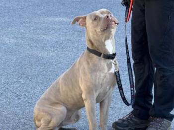 Mixed Breed Dogs Available for Adoption in West Chester, Pennsylvania - Herzog | PetCurious