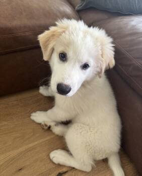 Pearl -  Great Pyrenees Dog Available for Adoption in Garland, Texas - Pearl | PetCurious