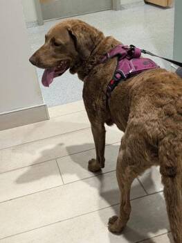 Harper -  Chesapeake Bay Retriever Dog for Adoption in Annapolis, Maryland - Harper | PetCurious
