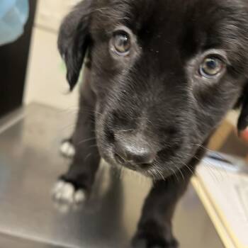 Mixed Breed Dogs Available for Adoption in Pekin, Illinois - Kleo | PetCurious