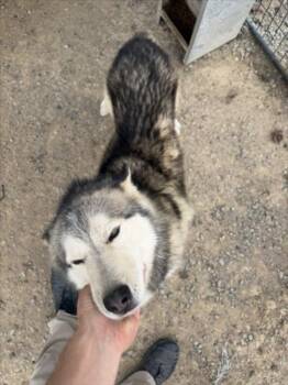 Husky Dogs Available for Adoption in Tracy, California - CILANTRO | PetCurious