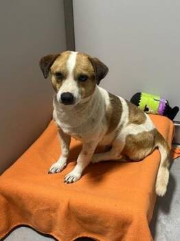 Zither -  Chihuahua and Mixed Breed Dog for Adoption in Fort Worth, Texas - Zither | PetCurious