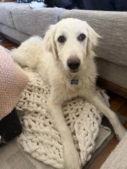 Violet -  Great Pyrenees Dog for Adoption in Las Vegas, Nevada - Violet | PetCurious
