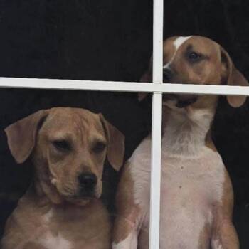 Winnie -  Rhodesian Ridgeback and Beagle Dog for Adoption in Enterprise, Alabama - Winnie | PetCurious
