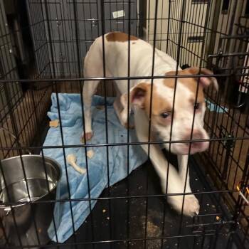 Shauna -  Pit Bull Terrier Dog for Adoption in St. Louis, Missouri - Shauna | PetCurious