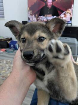 German Shepherd Dog and Husky Dogs Available for Adoption in Sacramento, California - Shillelagh (Shill-Lay-Lee) | PetCurious