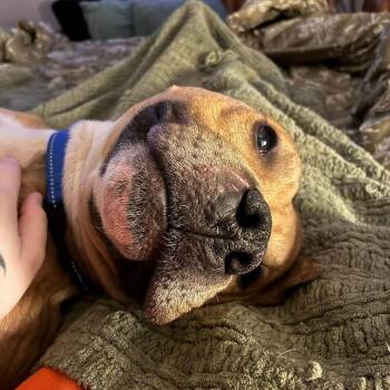 Pit Bull Terrier Dogs Available for Adoption - Osh Kosh | PetCurious