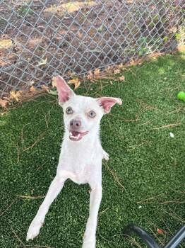 Willy -  Chihuahua Dog for Adoption in Wilmington, North Carolina - Willy | PetCurious