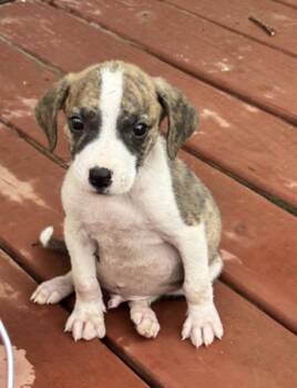 Peanut -  Boxer and Beagle Dog for Adoption in Watertown, Connecticut - Peanut | PetCurious