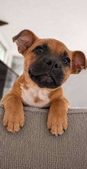Carly (AVAILABLE 8/17) -  Mixed Breed Dog for Adoption in Leverett, Massachusetts - Carly (AVAILABLE 8/17) | PetCurious