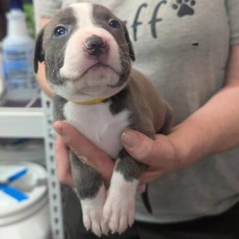 Vince -  Pit Bull Terrier Dog for Adoption in Jefferson City, Tennessee - Vince | PetCurious