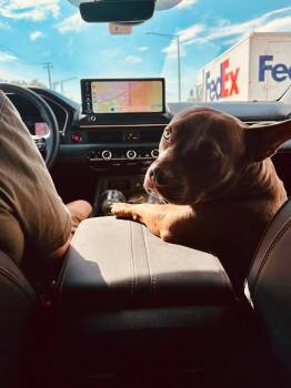 Polly Pocket -  Pit Bull Terrier Dog for Adoption in Mundelein, Illinois - Polly Pocket | PetCurious