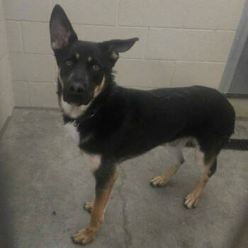 Rescue Shepherd Dogs for Adoption in Apache Junction, Arizona - Dexter | PetCurious