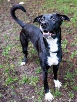 Great Dane and German Shepherd Dog Dogs Available for Adoption - Joe Jackson | PetCurious