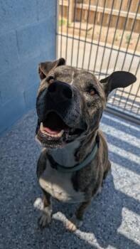 Pit Bull Terrier Dogs Available for Adoption in Benson, Arizona - Skinny | PetCurious