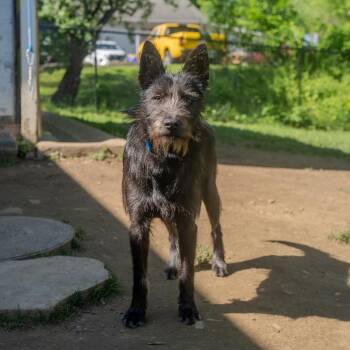 Standard Schnauzer and Mixed Breed Dogs Available for Adoption in Pawling, New York - Shaggy | PetCurious