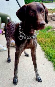 Darby -  German Shorthaired Pointer Dog for Adoption in Hobart, Indiana - Darby | PetCurious