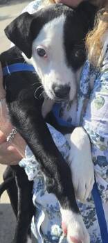 Dolly (Tulip) NKA Ruby -  Terrier and Pit Bull Terrier Dog for Adoption in Dallas, Texas - Dolly (Tulip) NKA Ruby | PetCurious