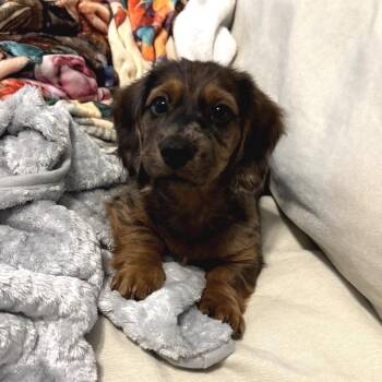 Ollie (Benefactor puppy) -  Dachshund Dog for Adoption in New Orleans, Louisiana - Ollie (Benefactor Puppy) | PetCurious