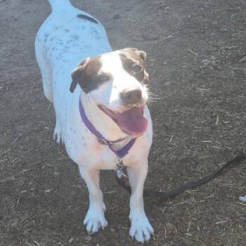 Princess Peach -  Mixed Breed Dog for Adoption in Westland, Michigan - Princess Peach | PetCurious