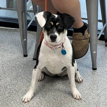 Daisy -  Mixed Breed Dog for Adoption in Monticello, Iowa - Daisy | PetCurious