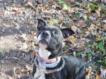 Rescue Pit Bull Terrier Dogs for Adoption in Millerstown, Pennsylvania - ULA | PetCurious