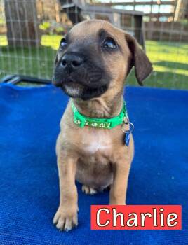 Charlie -  Hound Dog for Adoption in Fort Worth, Texas - Charlie | PetCurious