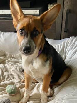 Catalina the shepherd mix puppy -  Australian Shepherd and Australian Cattle Dog Blue Heeler Dog for Adoption in Muskego, Wisconsin - Catalina The Shepherd Mix Puppy | PetCurious